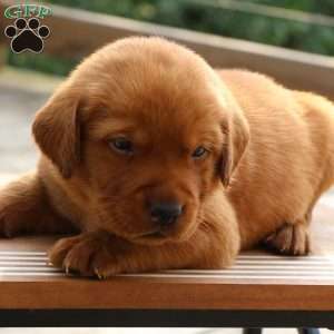 Fritz, Fox Red Labrador Retriever Puppy